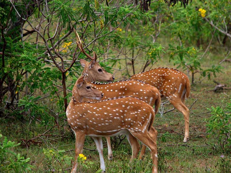Safari Game Drives in Sri Lanka, Sri Lanka Safari Game Drives, Safari Game Drives Sri Lanka, Yala Safari Private tours, Yala Safari Camp, Yala Jeep Tours Sri Lanka, Udawalawe Safari Private tours, Udawalawe Safari Camp, Udawalawe Jeep Tours Sri Lanka, Sri Lanka - Jeeps - Yala - Udawalawe - Tours - Game Drives - Sri Lanka - Safari Camps in Sri Lanka, Yala Safari Private tours, Yala Safari Camp, Yala Jeep Tours Sri Lanka, Wilpattu Safari Private tours, Udawalawe Safari Private tours, Udawalawe Safari Camp, Udawalawe Jeep Tours Sri Lanka, Sri Lanka - Safari Camps in Sri Lanka