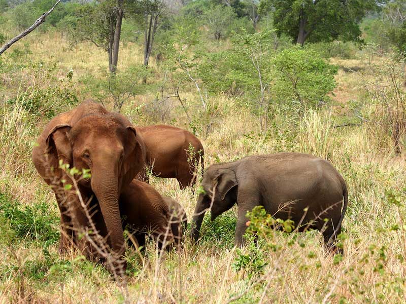 Safari Game Drives in Sri Lanka, Sri Lanka Safari Game Drives, Safari Game Drives Sri Lanka, Yala Safari Private tours, Yala Safari Camp, Yala Jeep Tours Sri Lanka, Udawalawe Safari Private tours, Udawalawe Safari Camp, Udawalawe Jeep Tours Sri Lanka, Sri Lanka - Jeeps - Yala - Udawalawe - Tours - Game Drives - Sri Lanka - Safari Camps in Sri Lanka, Yala Safari Private tours, Yala Safari Camp, Yala Jeep Tours Sri Lanka, Wilpattu Safari Private tours, Udawalawe Safari Private tours, Udawalawe Safari Camp, Udawalawe Jeep Tours Sri Lanka, Sri Lanka - Safari Camps in Sri Lanka